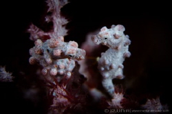 C O U P L E
Pygmy seahorse (Hippocampus bargibanti)
Ani... by Irwin Ang 